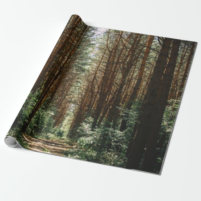 PATHWAY IN FOREST WRAPPING PAPER (Unrolled)