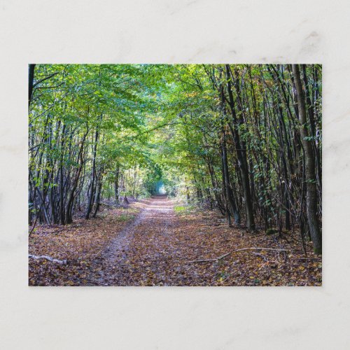 Pathway in the autumn forest Saint Germain Forest Postcard