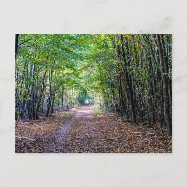 Pathway in the autumn forest, Saint Germain Forest Postcard (Front)