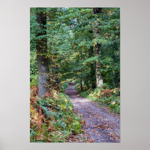 Pathway in the autumn forest Saint Germain Forest Poster