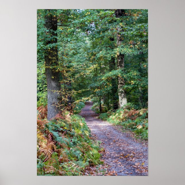Pathway in the autumn forest, Saint Germain Forest Poster (Front)