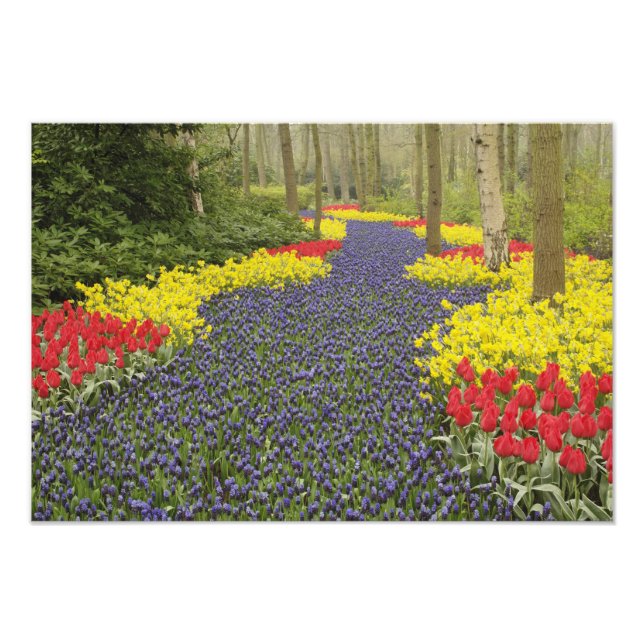Pathway of Grape Hyacinth, daffodils, and Photo Print (Front)