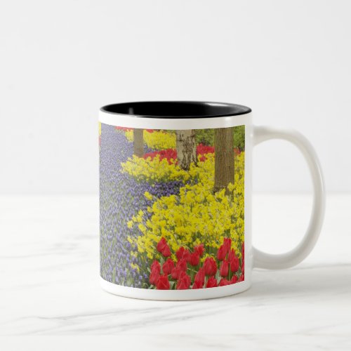 Pathway of Grape Hyacinth daffodils and Two_Tone Coffee Mug