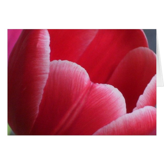 Patience Cards (Front Horizontal)
