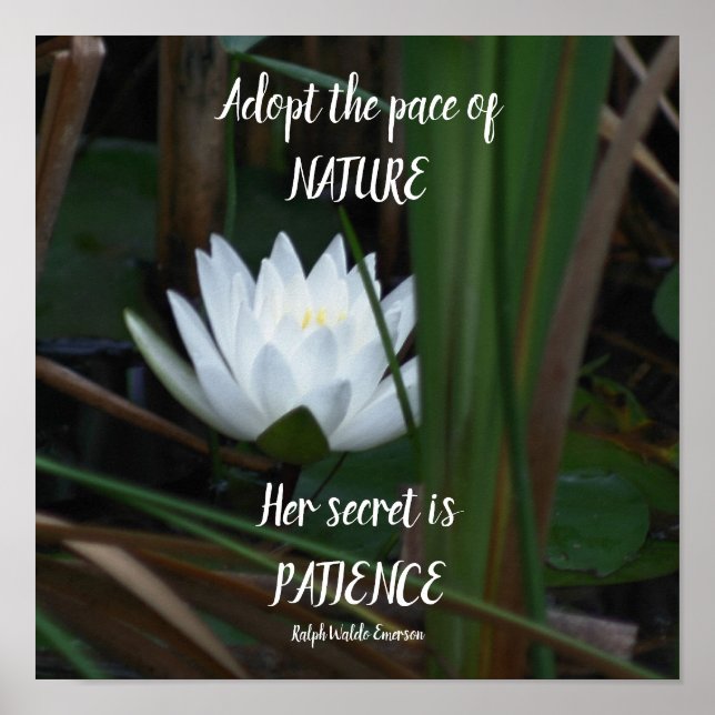 Patience Emerson Inspirational Quote Lotus Poster (Front)