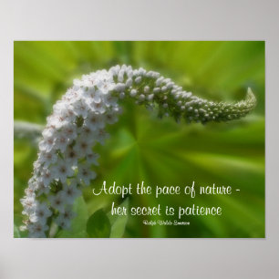 Patience Quote White Flower Inspirational Poster