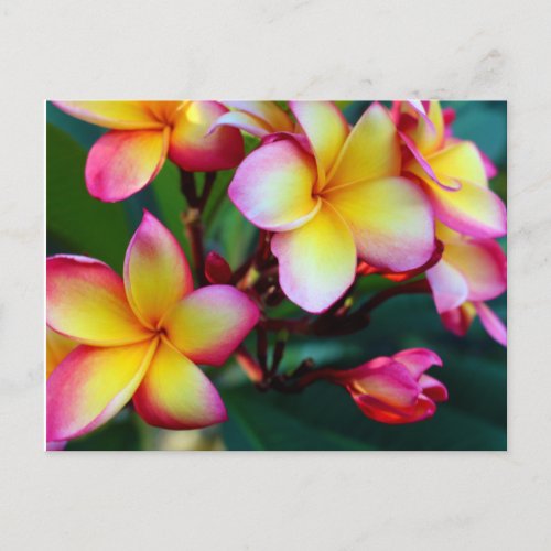 patriciapotluck blooming plumeria postcard