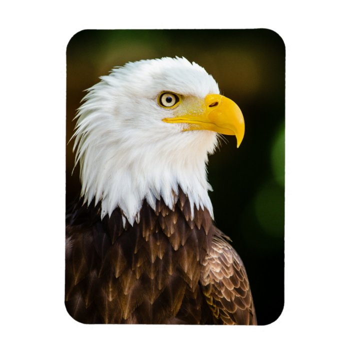 Eagle Fridge Magnet Wildlife Flexible Perfect For Gift