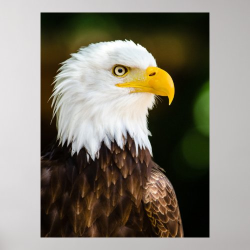 Patriotic Adult American Bald Eagle Poster