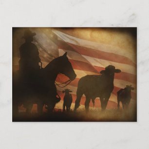 Patriotic American Cowboy and Cattle Western Postcard