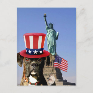 Patriotic boxer dog postcard