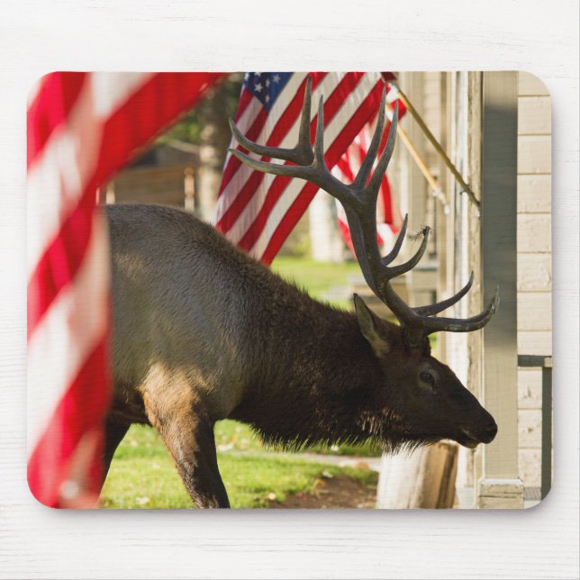 Patriotic Bull Elk Mouse pad (Front)