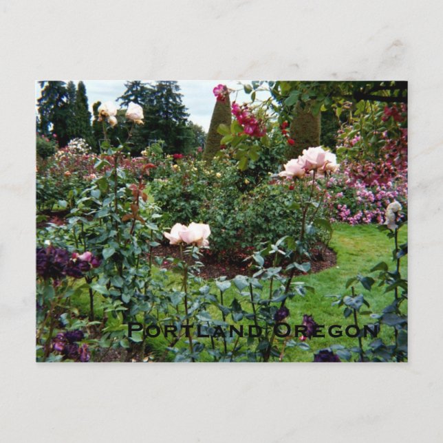 Patriotic Colors Rose Garden Postcard (Front)