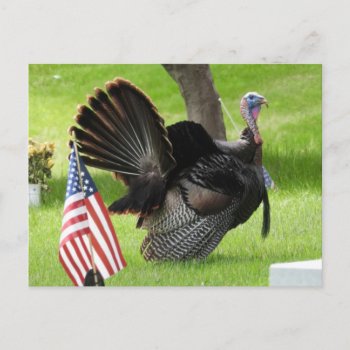 Patriotic Turkey Strut Postcard by minx267 at Zazzle