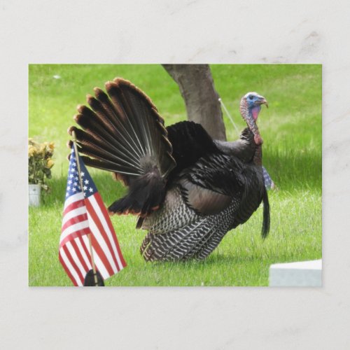 Patriotic Turkey Strut Postcard