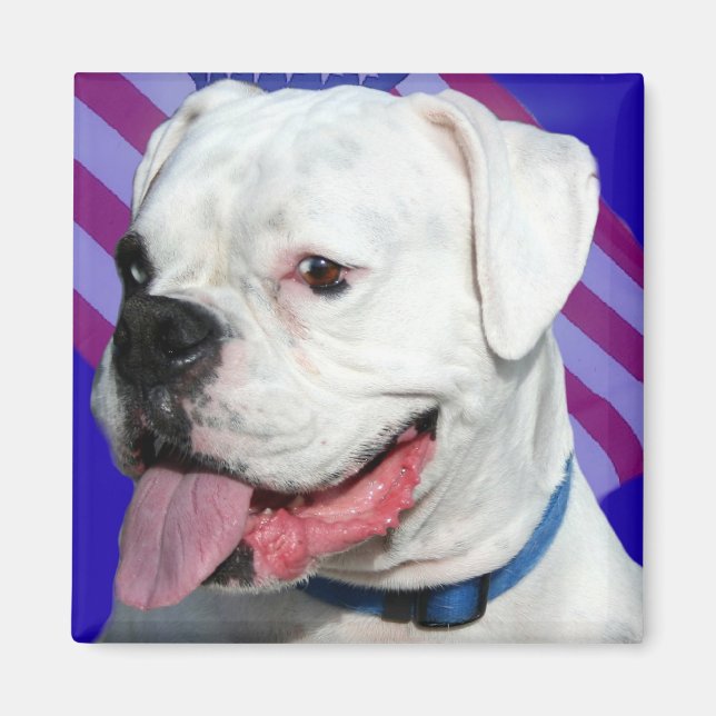 Patriotic white boxer magnet (Front)