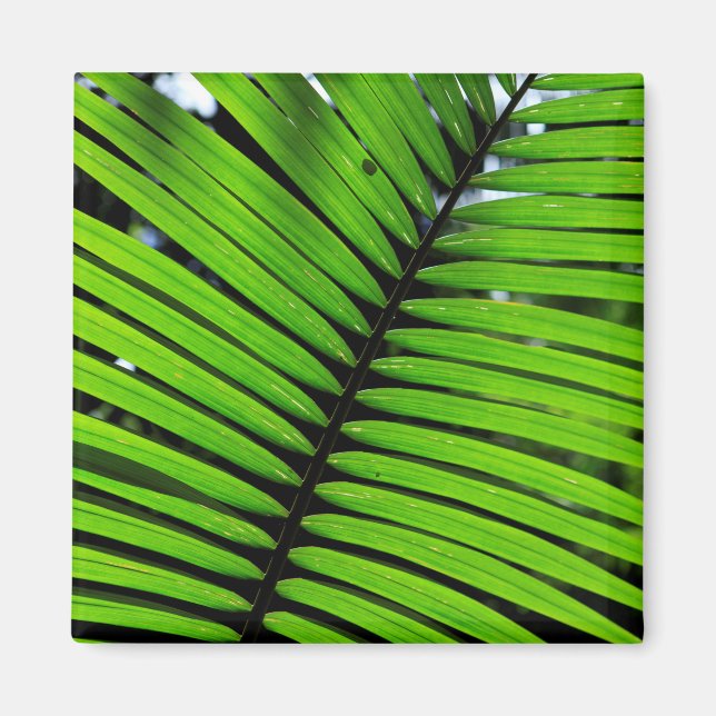 Pattern Of Fern Leaves Magnet (Front)