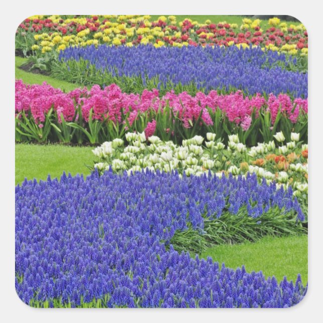 Pattern of Grape Hyacinth, tulips, and 3 Square Sticker (Front)