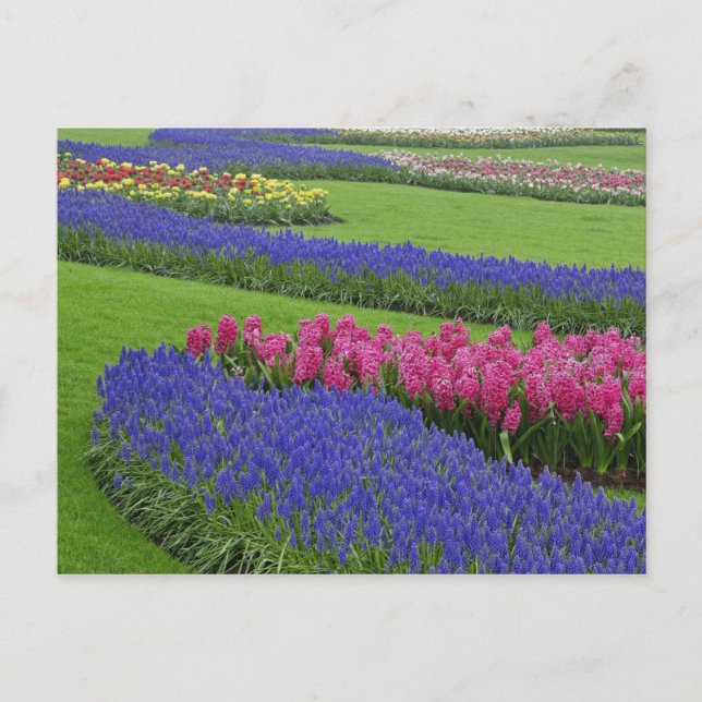 Pattern of Grape Hyacinth, tulips, and Postcard (Front)