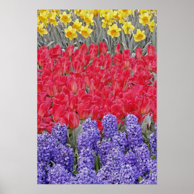 Pattern of hyacinth, tulips, and daffodils, poster (Front)