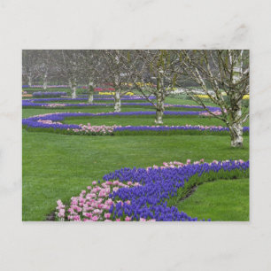 Pattern of tulips and Grape Hyacinth flowers, 4 Postcard