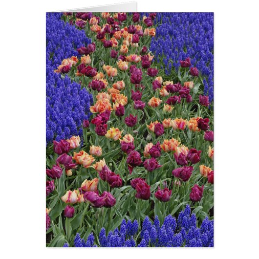 Pattern of tulips and Grape Hyacinth flowers, Cards (Front)