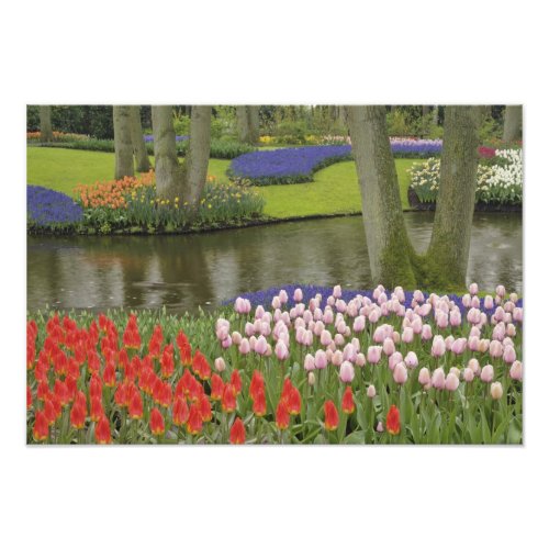 Pattern of tulips and grape hyacinth flowers photo print