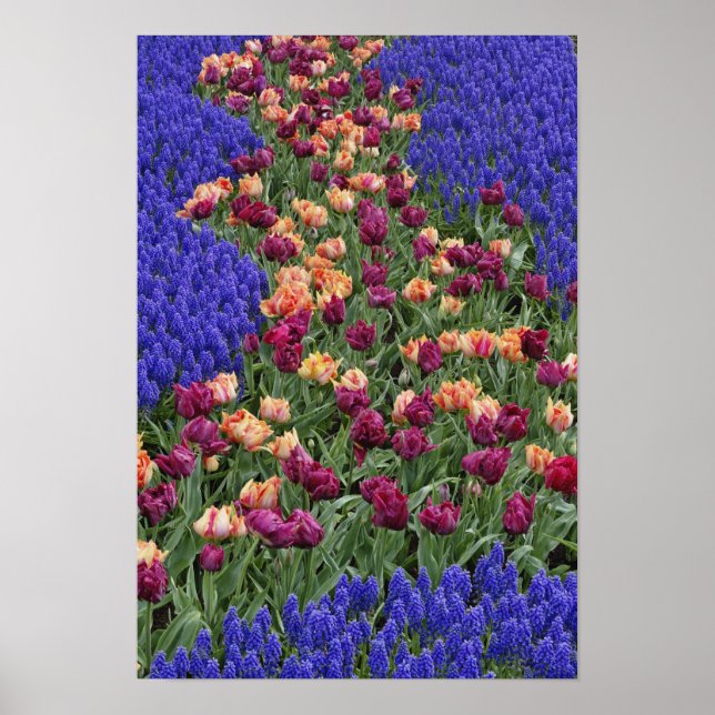 Pattern of tulips and Grape Hyacinth flowers, Poster (Front)