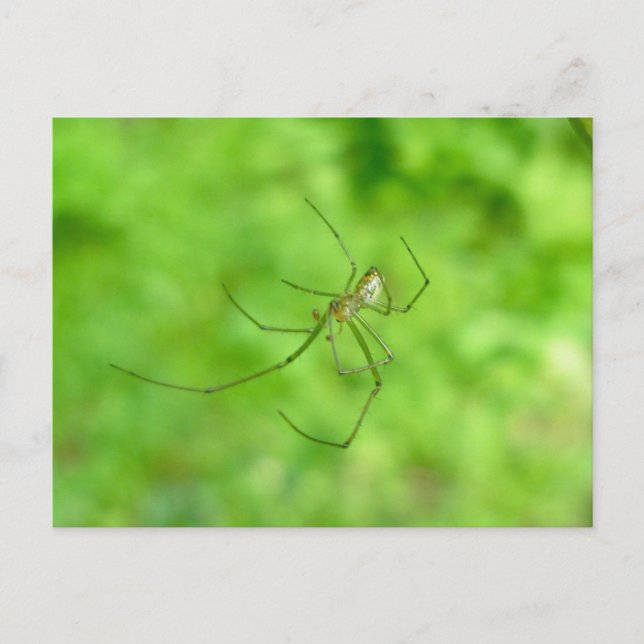 Patterned Orb Weaver Spider Male Postcard (Front)