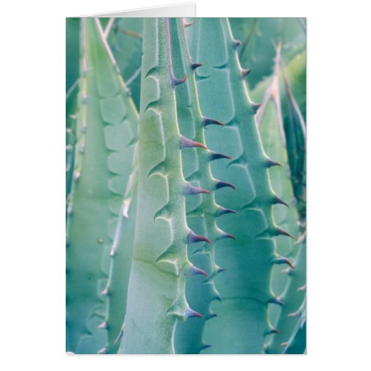 Patterns of an Agave plant Cards (Front)