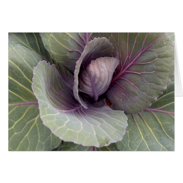 Patterns of Nature Cards (Front Horizontal)