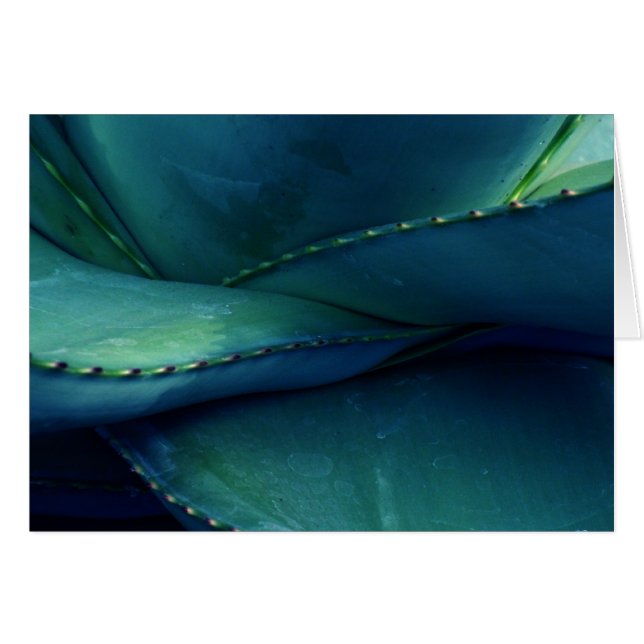Patterns of Nature Cards (Front Horizontal)