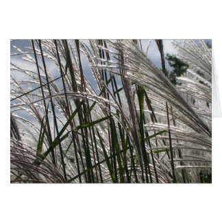 Patterns of Nature Cards