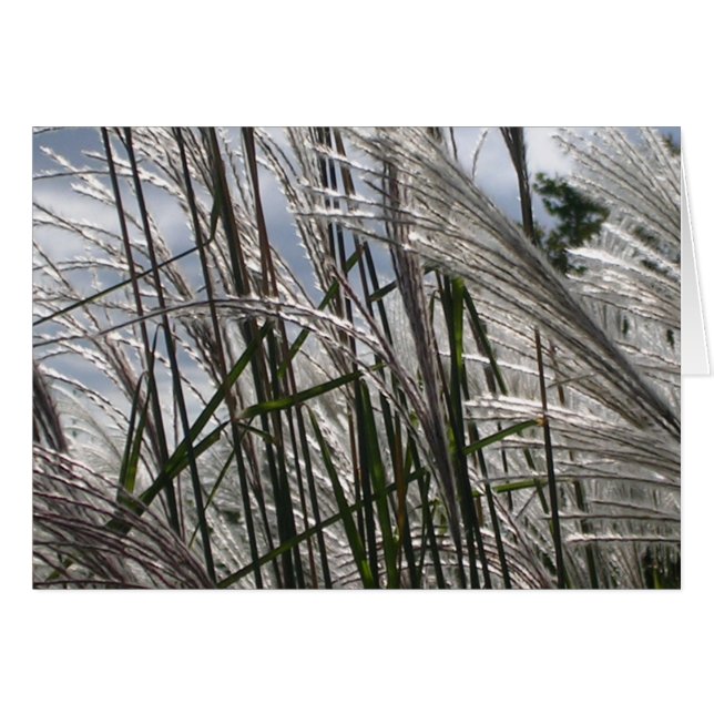 Patterns of Nature Cards (Front Horizontal)