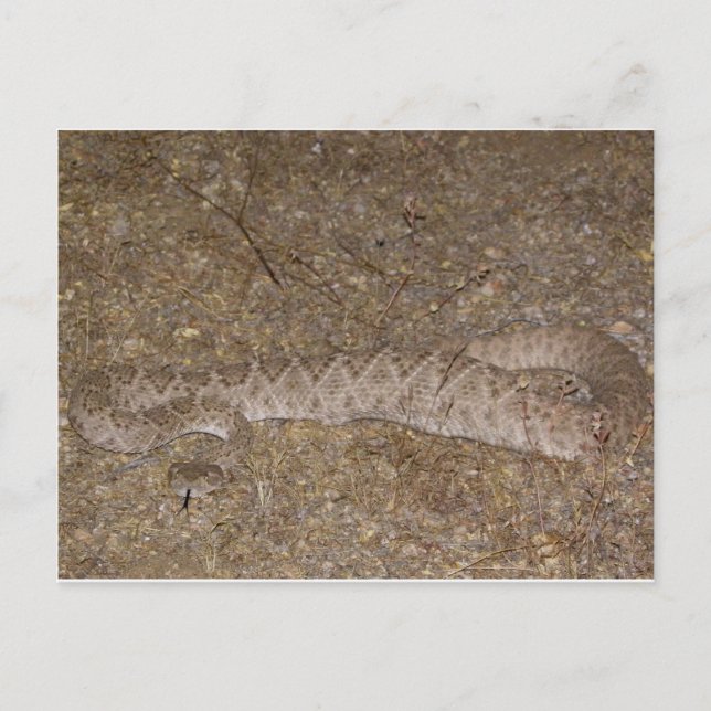 Patti Jares (Wickenburg, AZ) Rattlesnake Bite Postcard (Front)