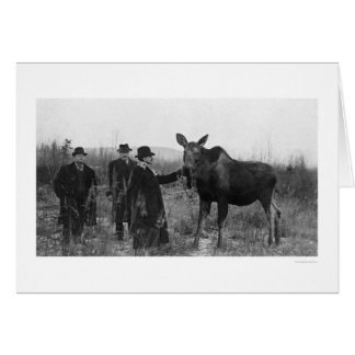 Patting a Moose Photo 1921 Cards