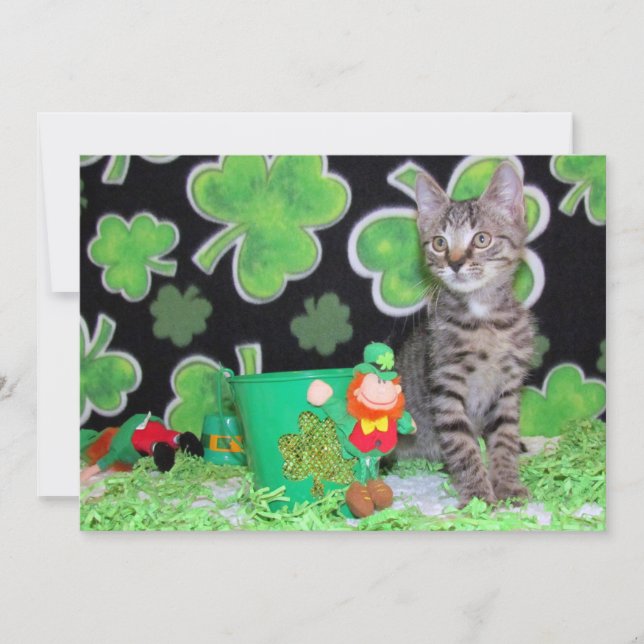 Patton's St. Patrick's Day  Cat/ Kitten -Flat Card (Front)