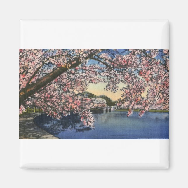 PAU43 Tidal Basin.tif Magnet (Front)