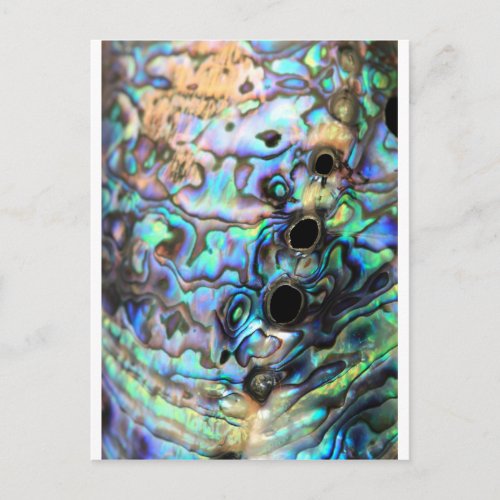 Paua abalone blue and green shell detail postcard