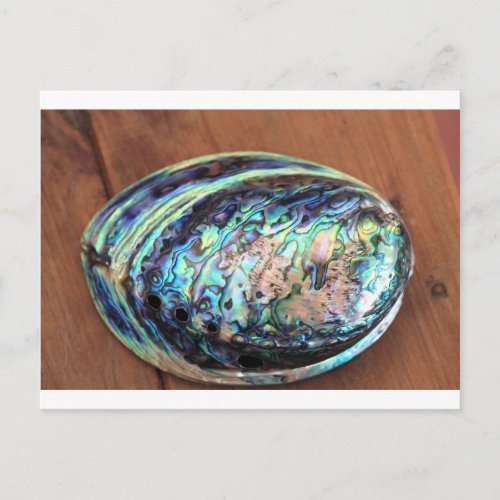 Paua abalone blue and green shellfish detail postcard