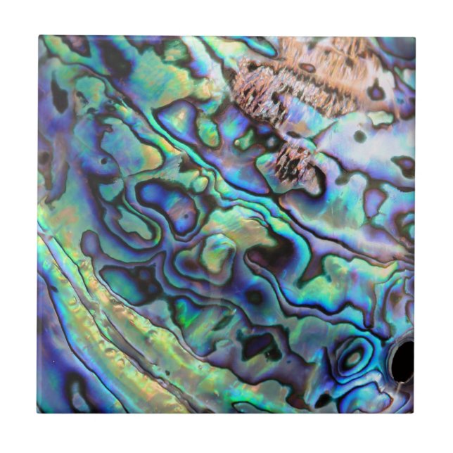 Paua abalone shell detail ceramic tile (Front)