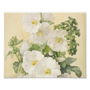 Paul De Longpre - Hollyhocks 1901 Photo Print