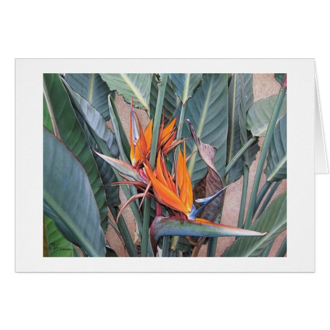Paul McGehee "Bird of Paradise" Card (Front Horizontal)