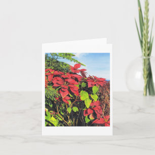 Paul McGehee "Poinsettias" Card