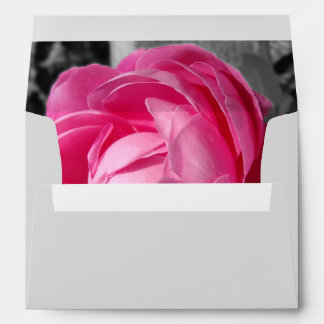 Paul Neyron Pink Heritage Rose Envelope