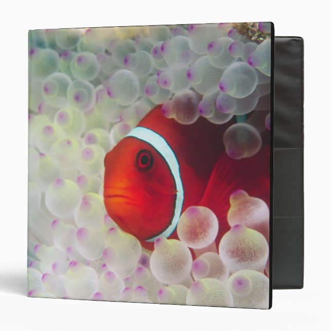 Paupau New Guinea, Great Barrier Reef, Binder (Front/Inside)