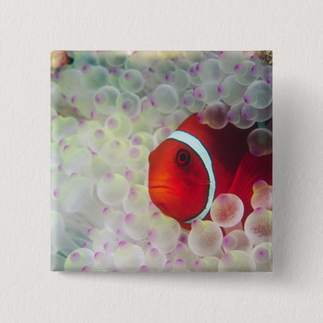 Paupau New Guinea, Great Barrier Reef, Button (Front)