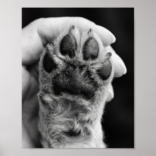 Paw Photo Custom 8 by 10 Pet Portrait Poster