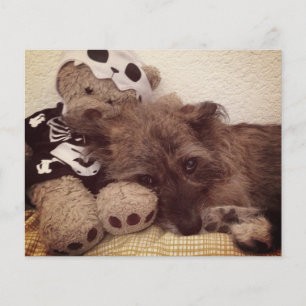 paw print on your heart pet loss memorial card