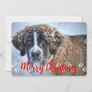 Paw Prints  2 Photo  Merry Christmas  Pet Holiday Card by Atomic_Gorilla at Zazzle